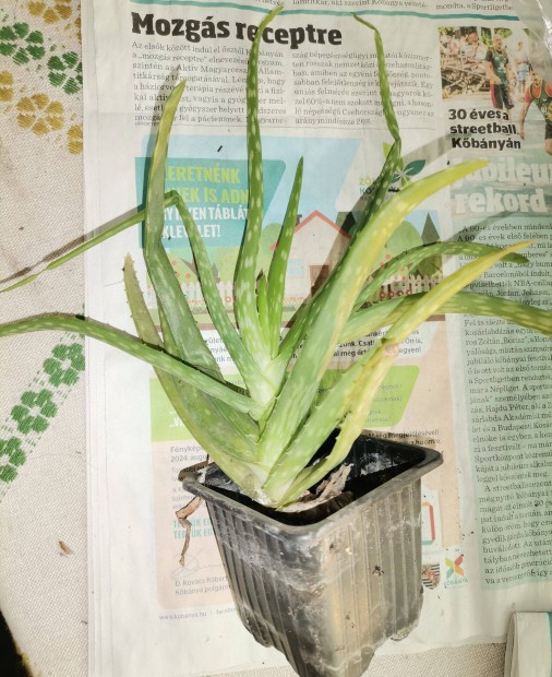 Aloe vera cserepes