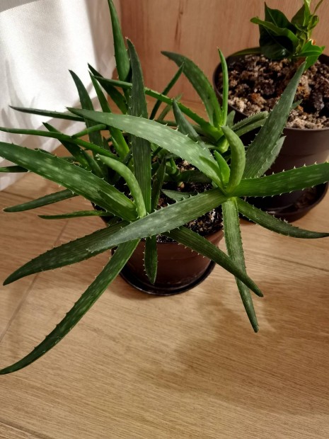 Aloe vera csokirt vihet