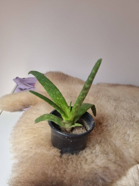 Aloe vera elad