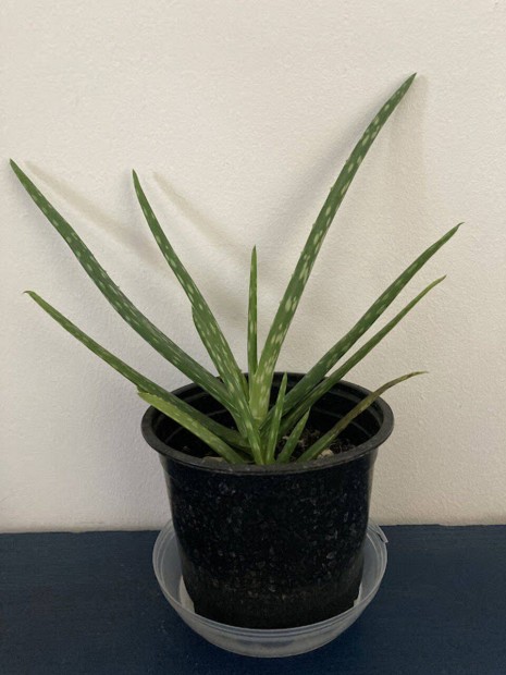 Aloe vera elad