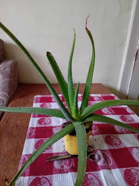 Aloe vera elad