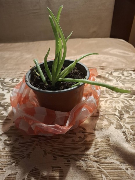 Aloe vera elad 