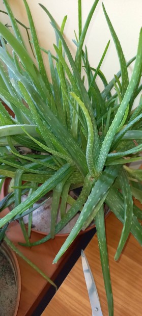 Aloe vera s egyb pozsgsok