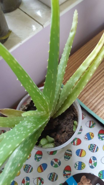 Aloe vera gygynvny