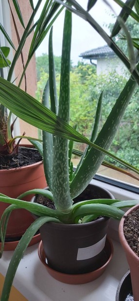 Aloe vera helyhiny miatt elad