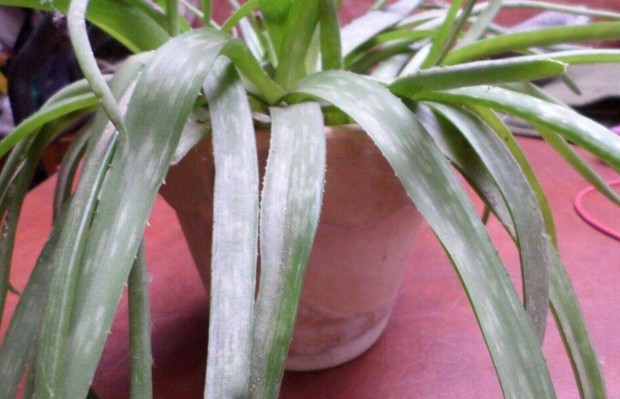 Aloe vera kaktusz szobanvny