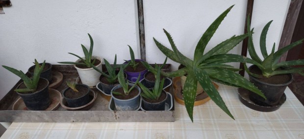 Aloe vera kaktuszok elvihetk