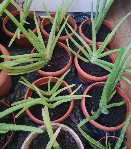 Aloe vera kicsikk s nagyobbacskk