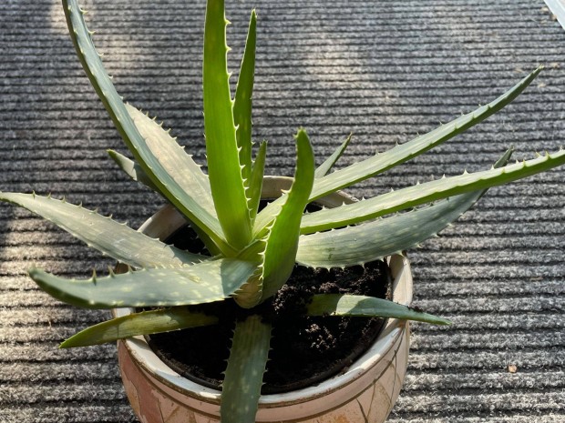 Aloe vera kzepes mret