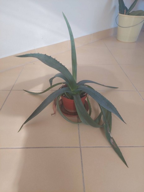 Aloe vera nvendk