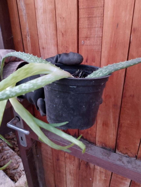 Aloe vera nvendkek