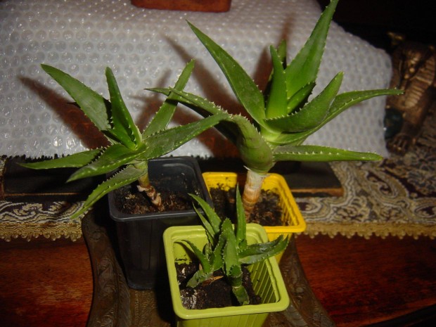 Aloe vera nvendkek (3 db) - orvosi