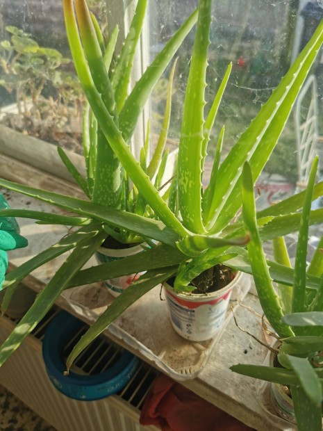 Aloe vera nvny