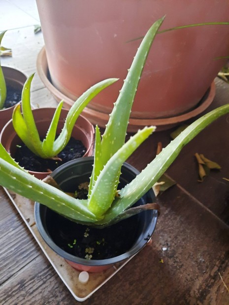 Aloe vera nvny