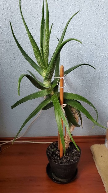 Aloe vera növény, szobanövény, 