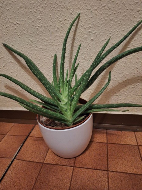 Aloe vera nvny elad