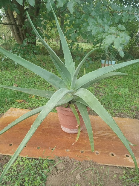 Aloe vera orvosi