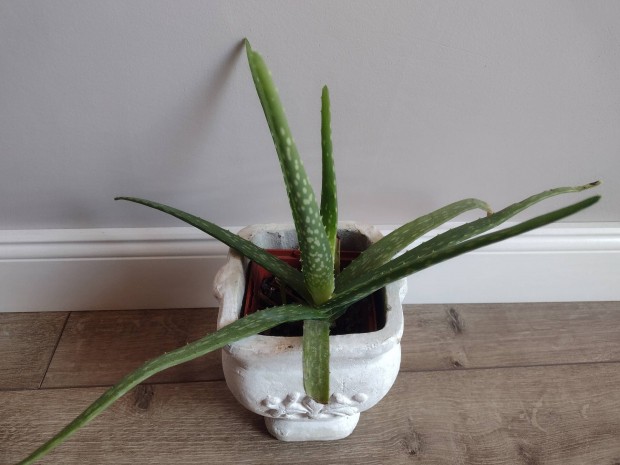 Aloe vera szobanvny 1000.-