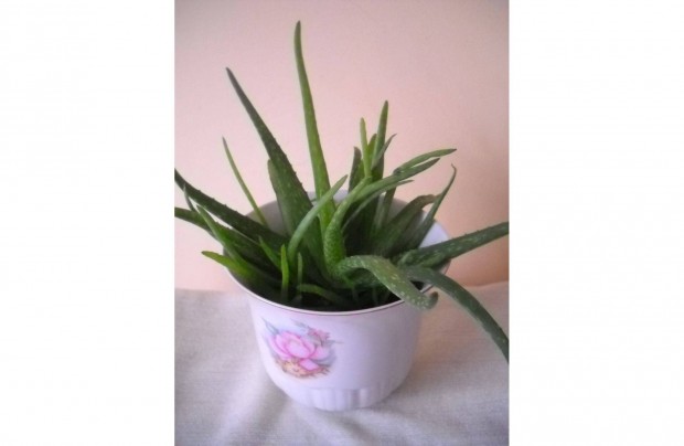 Aloe vera szobanvny