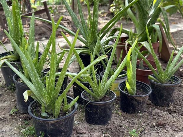 Aloe vera szobanvny kaktusz gygynvny pozsgs szoba nvny