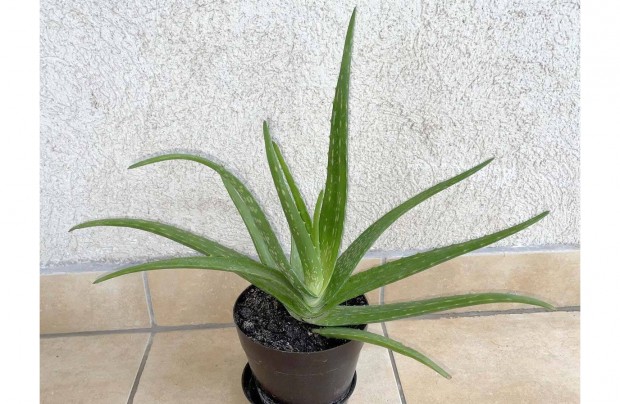 Aloe vera szobanvny kaktusz gygynvny pozsgs szoba nvny