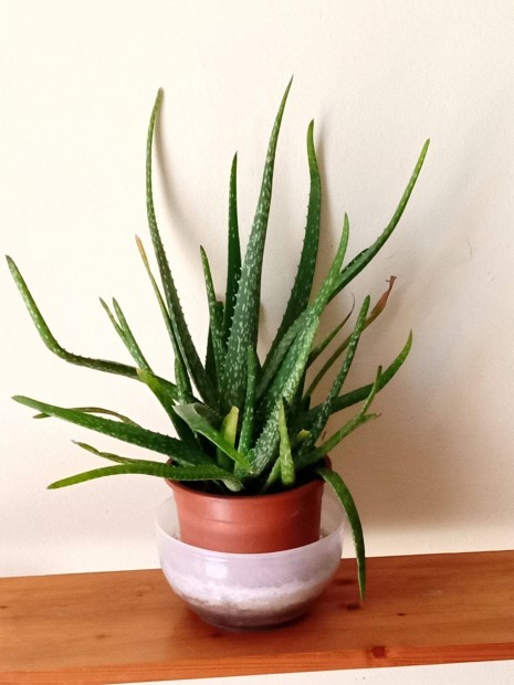 Aloe vera virg / szobanvny