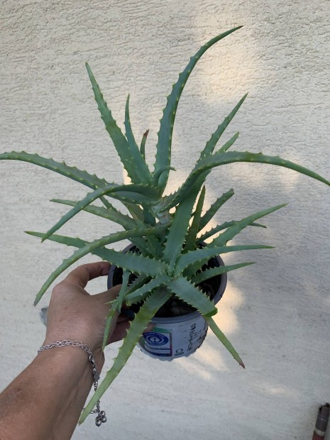 Aloevera gygynvny Aloe Vera