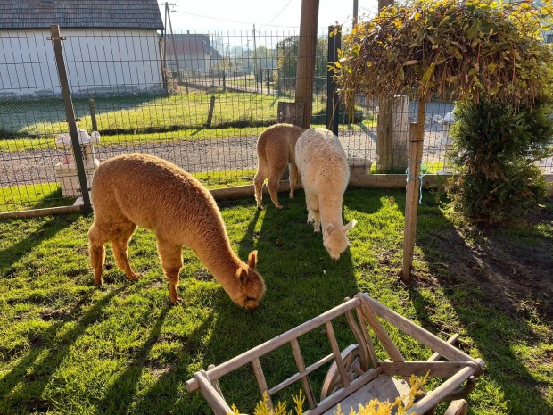 Alpaca minden szinben 