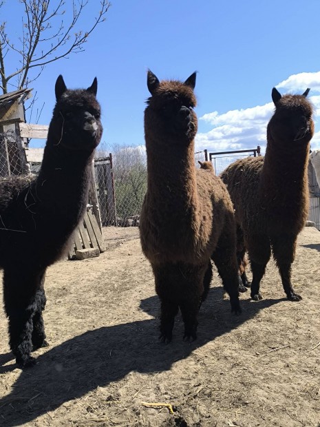 Alpaka gyapjas csik�k k�lt�zn�nek!