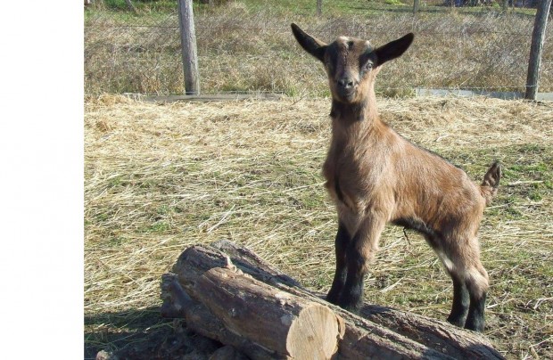 Alpesi jelleg kecske gida