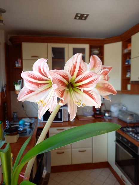 Amarillisz (amaryllis) virg hagymja elad