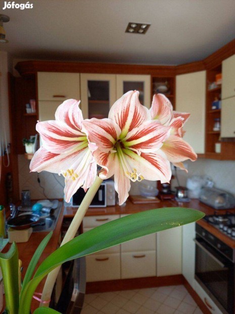 Amarillisz (amaryllis) virg hagymja elad