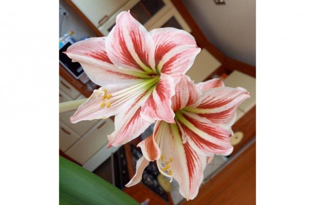 Amarillisz (amaryllis) virg hagymja elad