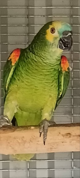 Amazon papagj 