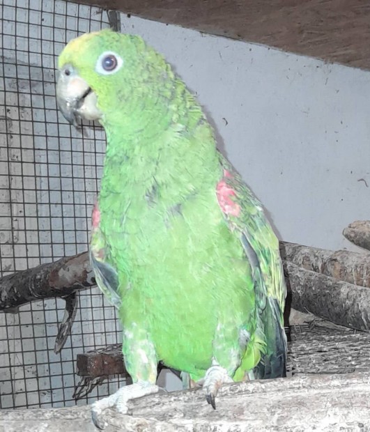 Amazon papagj elad
