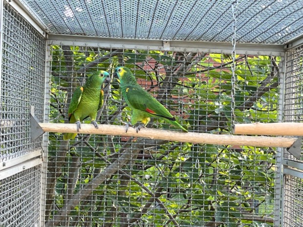 Amazon papagj papagjok