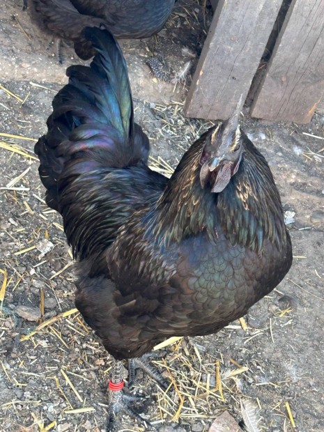 Ameraucana Black