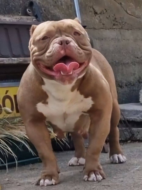 American Bully Micro felntt fajtatiszta tenysszuka