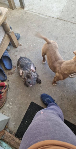 American Bully Micro kan trzsknyves