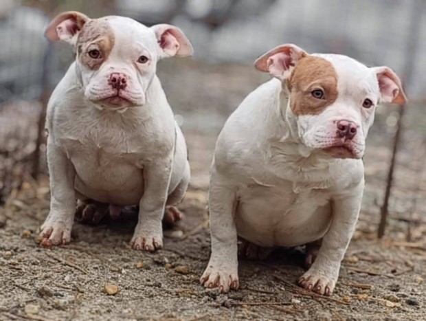 American Bully fajtatiszta klykk pocket