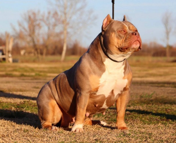 American Bully jelleg. ingyen elvihet...