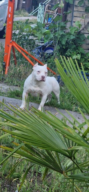 American Bully növendék kan