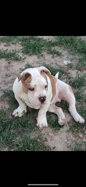 American bully fajtatiszta jelleg