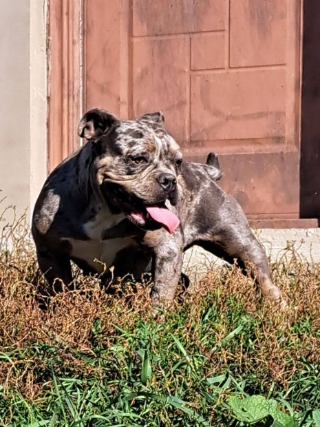 American bully fajtatiszta jelleg