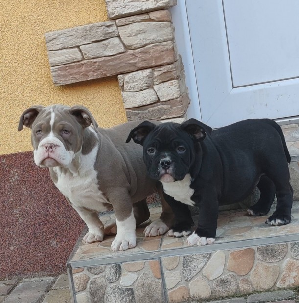 American bully kiskutyk ingyenesen elvihetk 