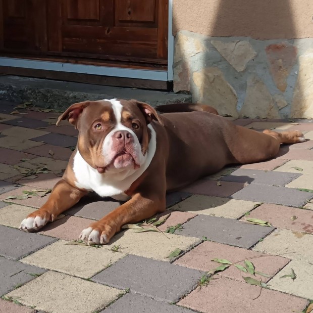 American bully kislny