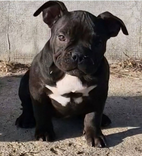 American bully micro szuka fajtatiszta trzsknyves