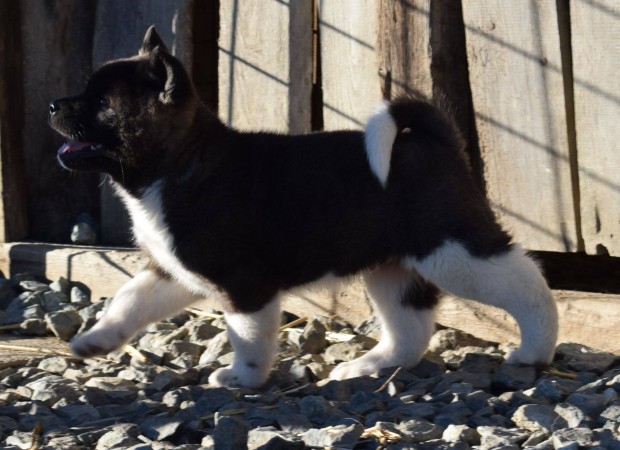 Amerikai Akita kiskutyk eladk!