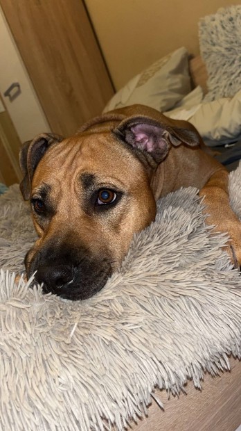 Amerikai Stafford terrier jelleg kutya