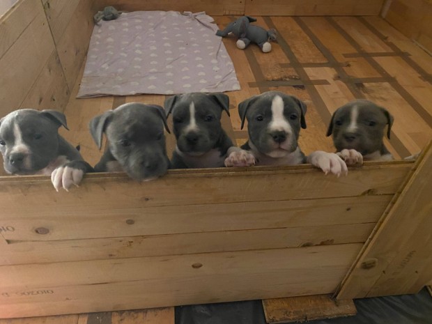 Amerikai Staffordshire Terrier Jelleg kiskutya ingyen elvihetk